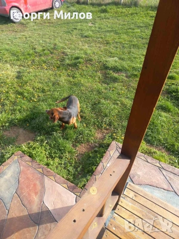 трицветен палаш гонче , снимка 2 - Гонче - 52801726