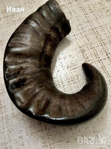 Рог от бивол