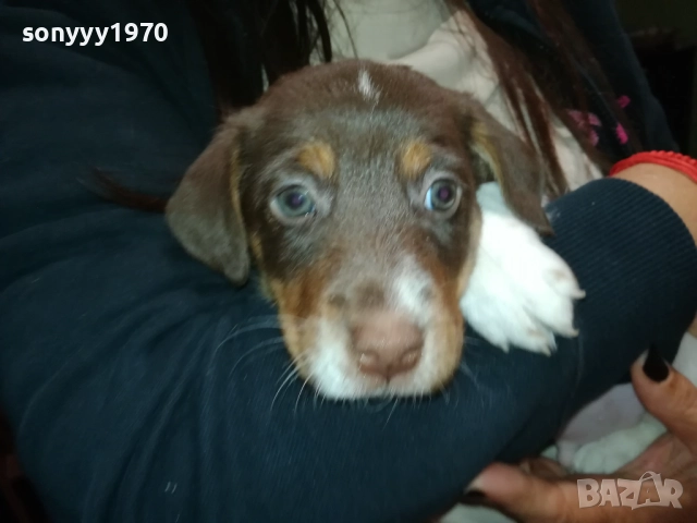 ДЖАК РЪСЕЛ ТЕРИЕР-ДЖАКЧЕ-МЪЖКО КУТРЕ 2509252122, снимка 5 - Джак ръсел териер - 51840023