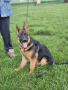 Малка мъжка немска овчарка, снимка 2