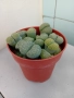 Живи камъчета - Lithops, снимка 3
