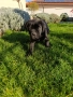 Кане Корсо кученца, снимка 2