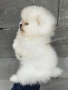 Померани, снимка 2