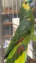 Продава женска синьочела амазона, снимка 3