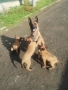 Продавам белгийски овчарки, снимка 3