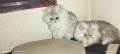 Персийски котета сребърна чинчила, снимка 1