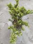 Хвойна Андора Вариегата, студоустойчива!!, снимка 1 - Градински цветя и растения - 37181791