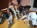 джак ръсел-женско куче на 5 месеца-кукла 0707220925, снимка 16