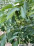 Фиданки орех сорт Чандлър, снимка 3