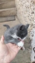 Сиво малко котенце си търси дом, снимка 2
