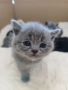  късокосмести Британски котета чистокръвни, снимка 4