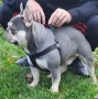 Френски булдог , снимка 8