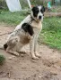 Азиатска овчарка, снимка 3
