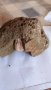 Трилобит Trilobita - изкопаеми 3.5 - 2 см, снимка 2