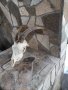 Череп на коза за украса на битови кътчета и за рисуване върху него , снимка 1
