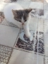 Подарявам 4 котета на 2 месеца, снимка 1