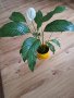 Спатифилиум , снимка 2