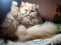 Женска персииска котка търси партньор, снимка 4