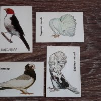 Стари календари на птици 15лв за всички , снимка 5 - Колекции - 38590095