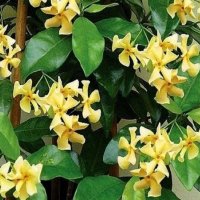 Жасмин(Жълт Ароматен), снимка 1 - Градински цветя и растения - 40500342