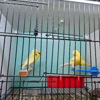 Разнообразие на папагали, снимка 8 - Папагали - 43127939