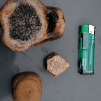 Фосили от морски животни, снимка 2 - Колекции - 34641067