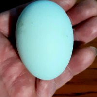 Разплодни яйца от сребриста Араукана , снимка 5 - други­ - 28548064