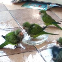 Ръчно хранени папагали Монах, снимка 2 - Папагали - 32699400