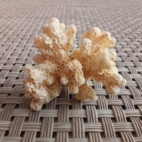 морски корал от остров Борнео, снимка 2 - Колекции - 40827497