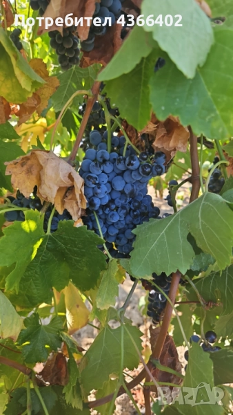 Продавам Грозде за вино и ракия, снимка 1