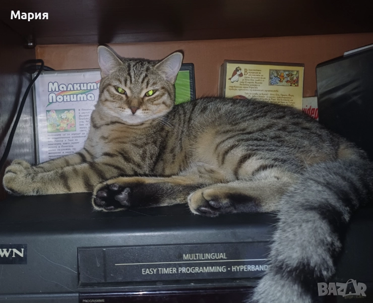 Британски късокосмести котета с таби окраски, снимка 1