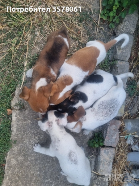 Джак Ръсел малки кученца, снимка 1