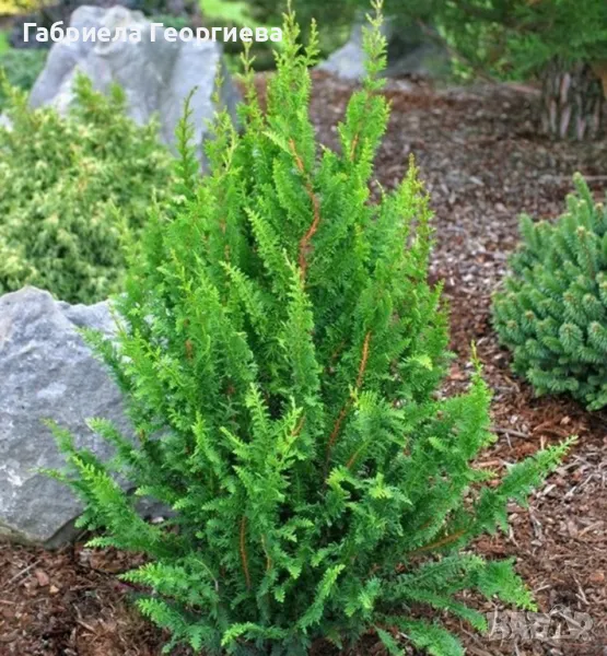 Хамаципарис "Теди Беар", снимка 1