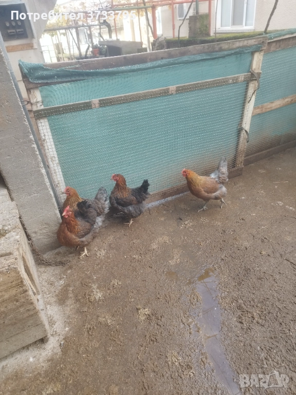 Катунски кокошки , снимка 1