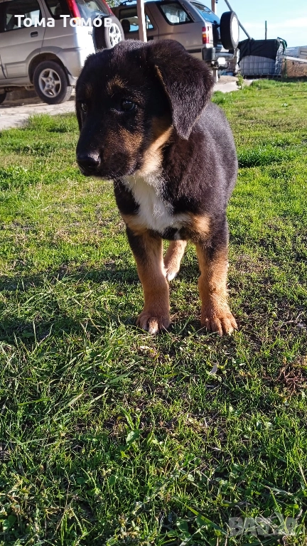 Подарявам гончета 2 броя на 2 месеца и половина., снимка 1