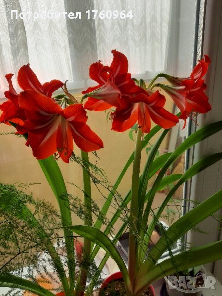 Амарилис, снимка 1