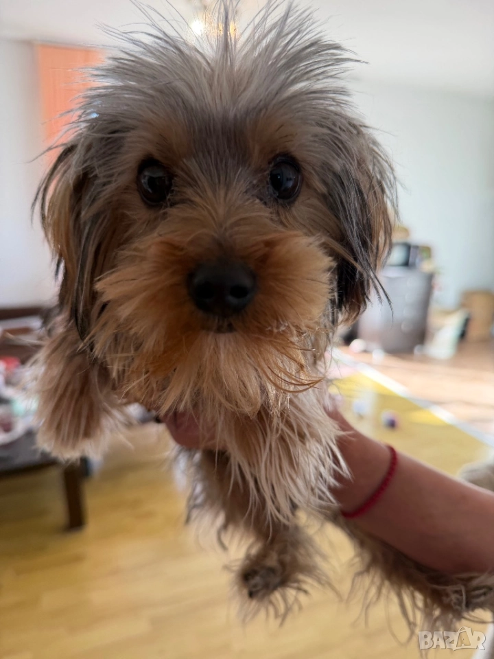 Продава се: Йоркшир Тоти на 7 месеца, снимка 1