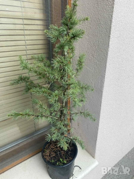 Атласки кедър, снимка 1