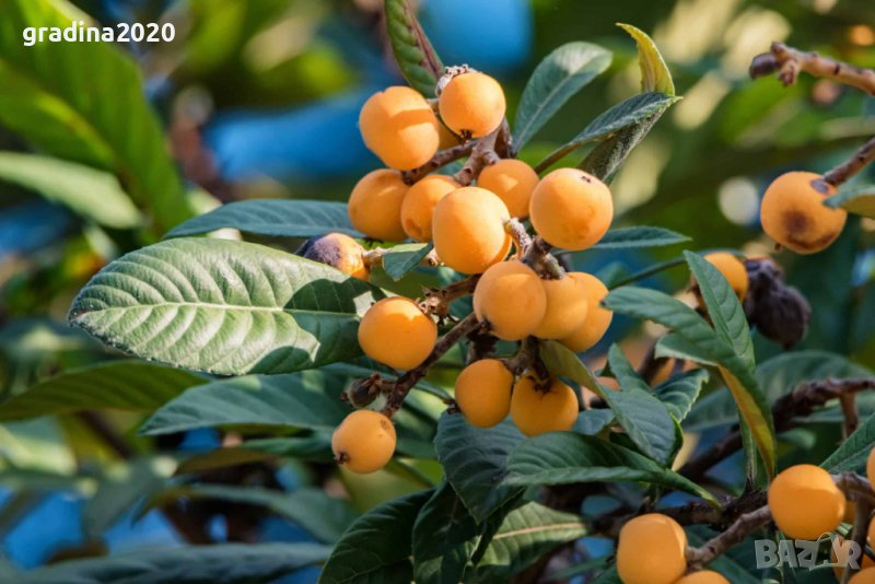 Японска мушмула (Eriobotrya japonica, Loquat), снимка 1