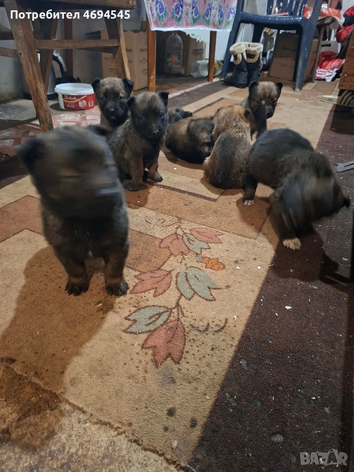 бебета Малиноа Белгийска овчарка, снимка 1