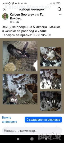продавам зайци , снимка 1