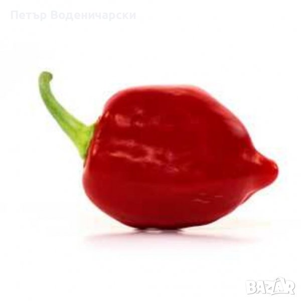 Люта чушка. Семена от шестте най-лютите чушки на планетата : 1. Каролина Рийпър (Carolina Reaper) Ср, снимка 1