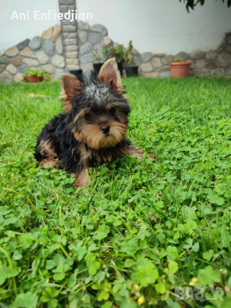 Йоркширски териер-йорки , снимка 1