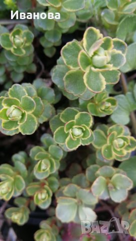 Седум 13, снимка 3 - Градински цветя и растения - 28266321