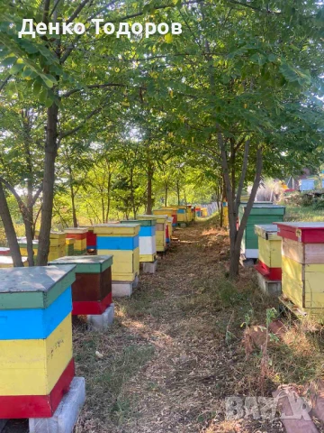 Горски Пчелен Прашец от резерват с. Сребърна, снимка 5 - Пчелни продукти - 51132781