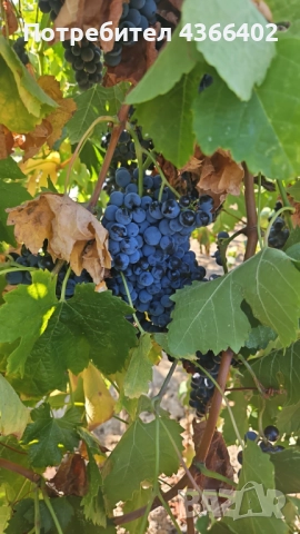 Продавам Грозде за вино и ракия