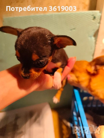Той пинчер, мини ( джобен ) пинчер , снимка 3 - Пинчер - 53306474
