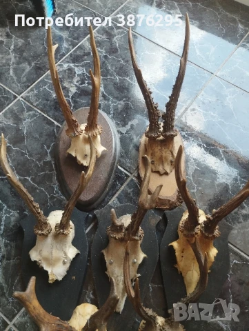 трофей сръндак дива коза, снимка 3 - Антикварни и старинни предмети - 51400300