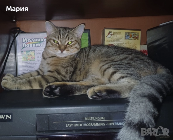 Британски късокосмести котета с таби окраски, снимка 1