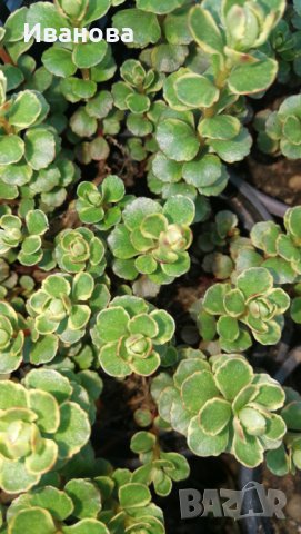 Седум 13, снимка 7 - Градински цветя и растения - 28266321